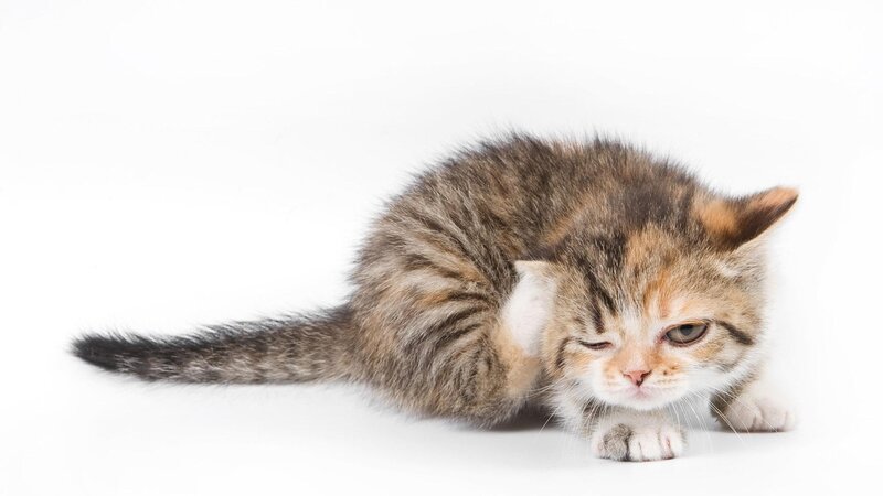kitten grooming itself