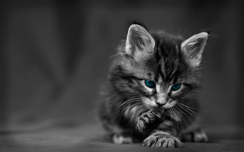 Kitten Grooming Itself — Black, Calm