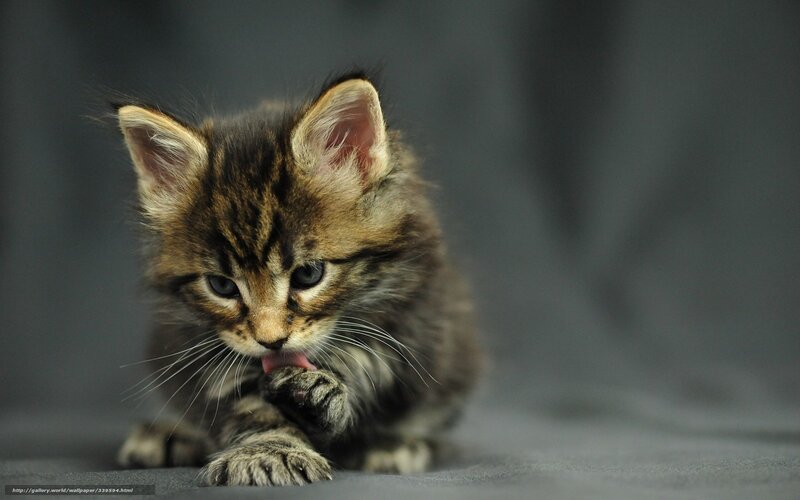 kitten grooming itself