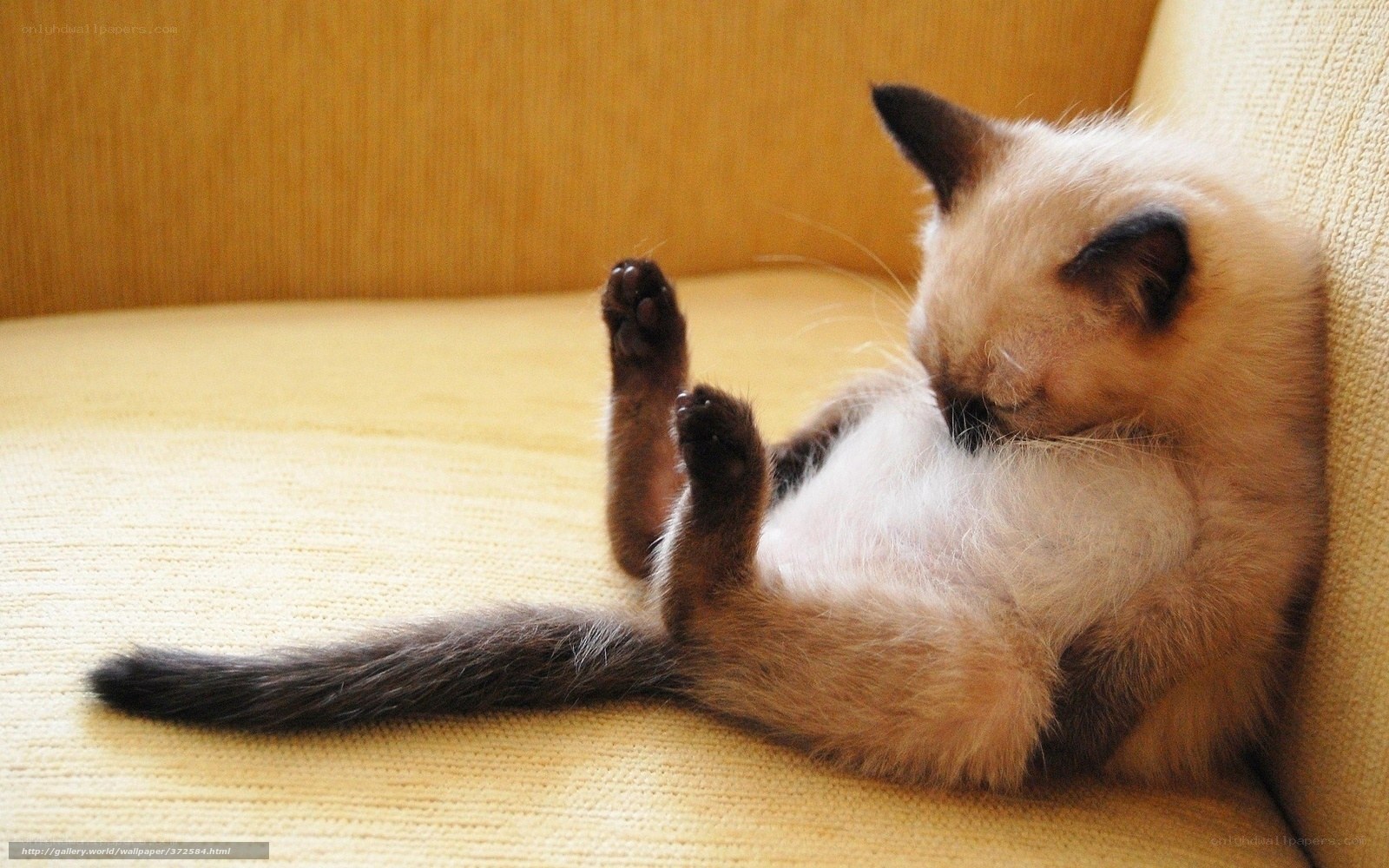 kitten grooming on couch