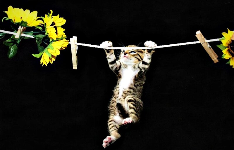 Kitten Hanging from Clothesline