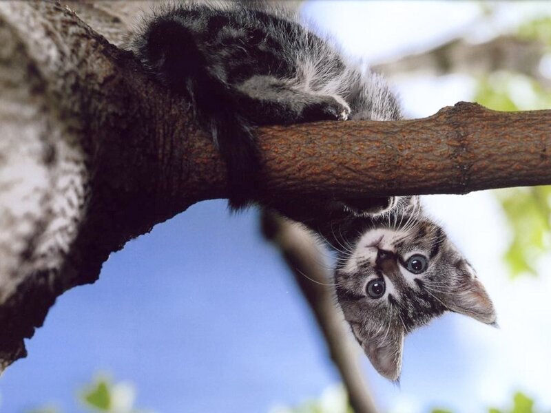kitten hanging from tree branch
