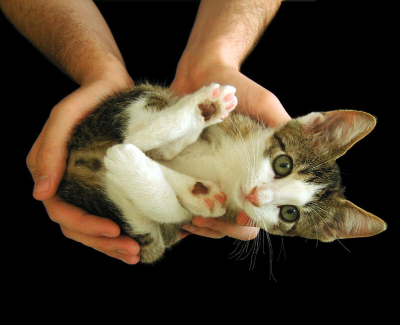 kitten held in hands