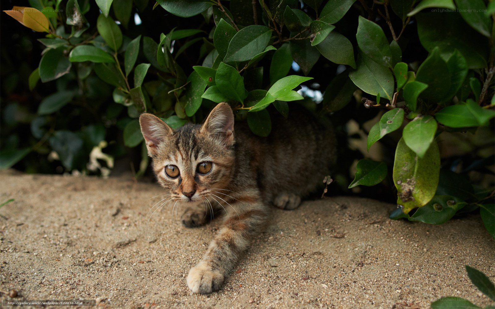 kitten hiding in foliage