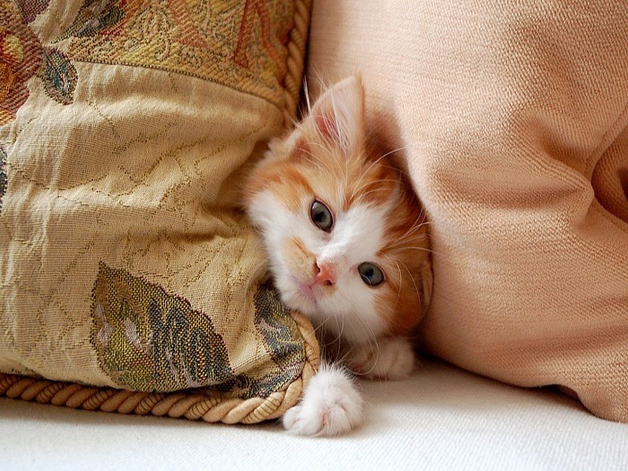 kitten hiding in pillows