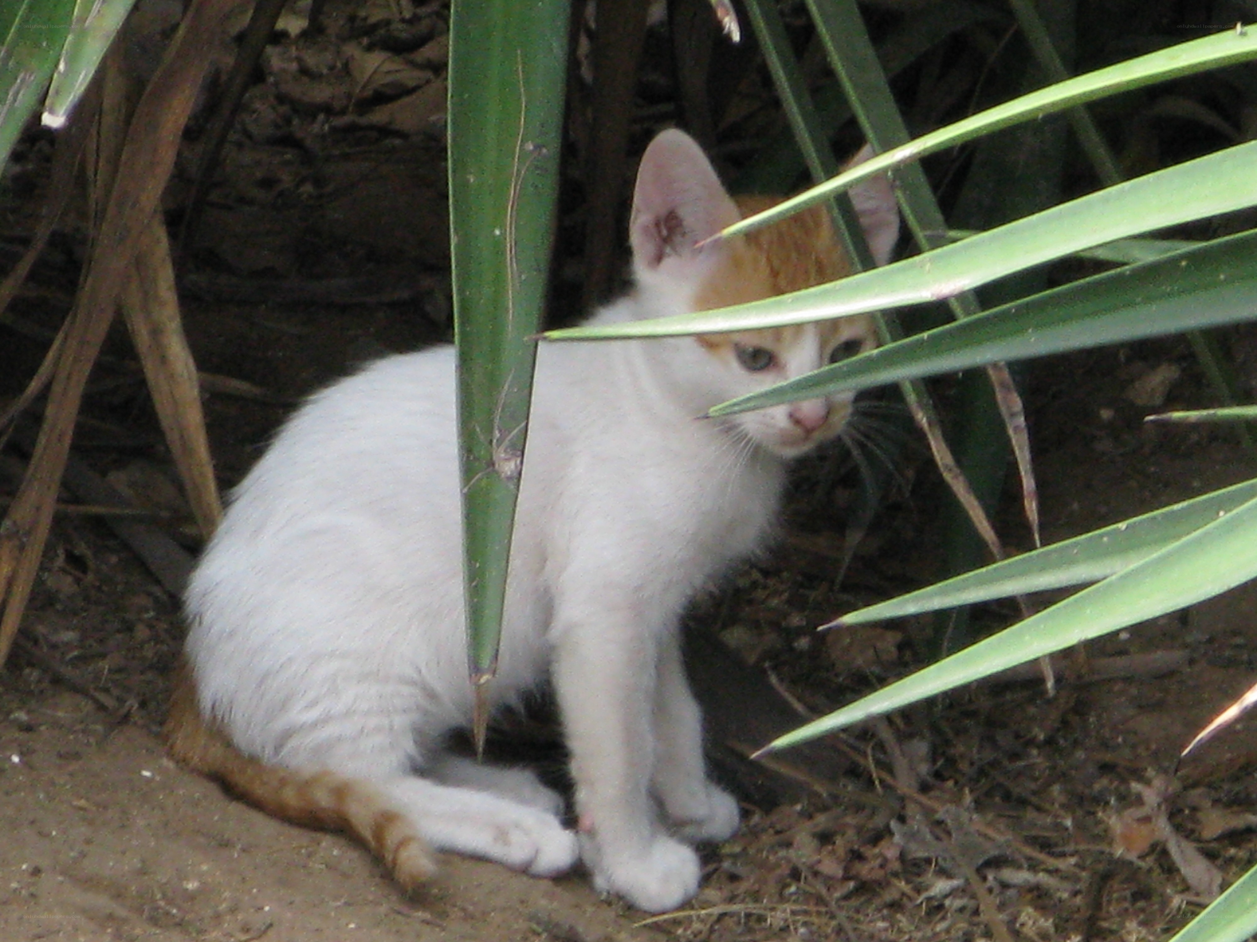 kitten hiding in plants