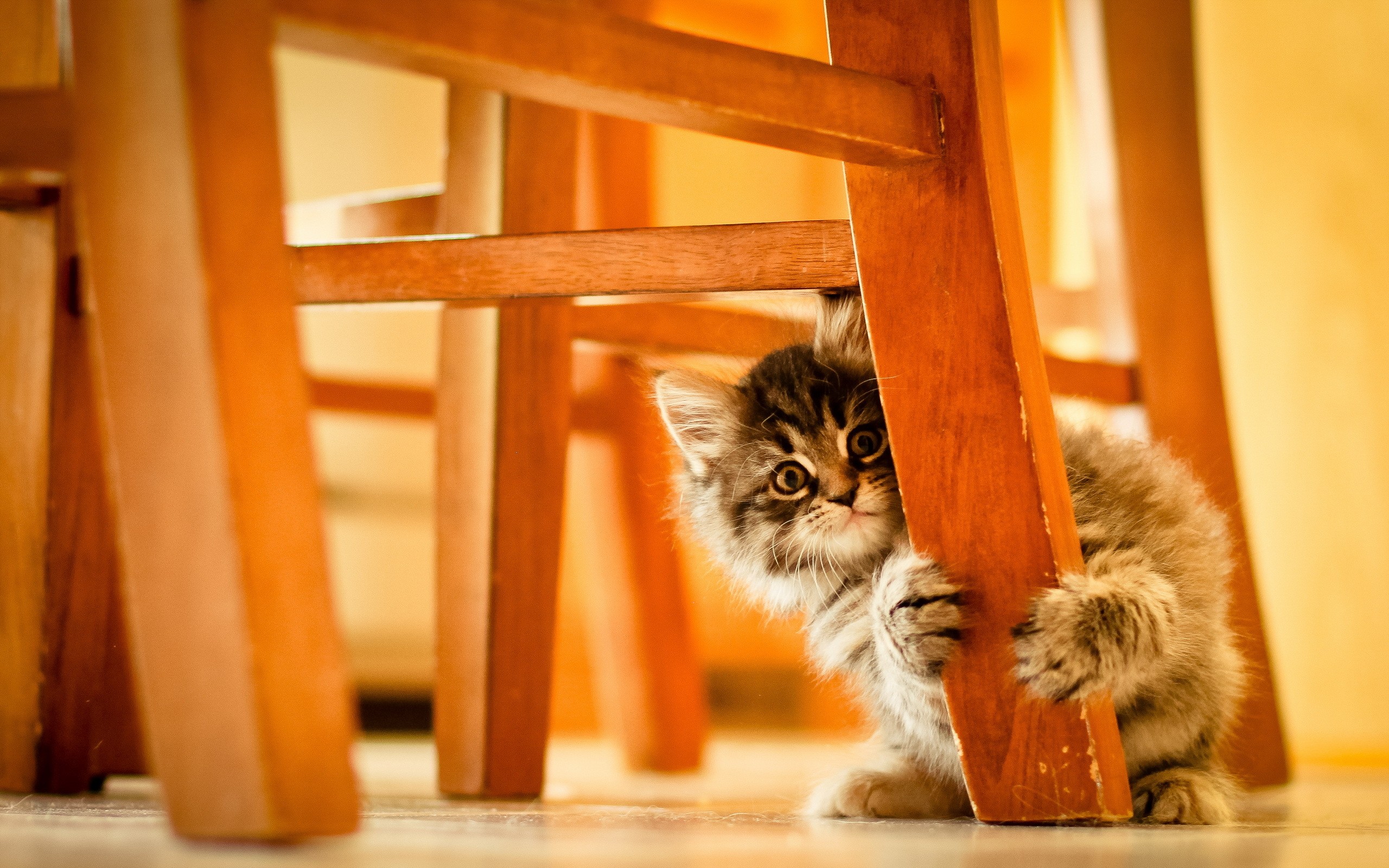 kitten hiding under a chair
