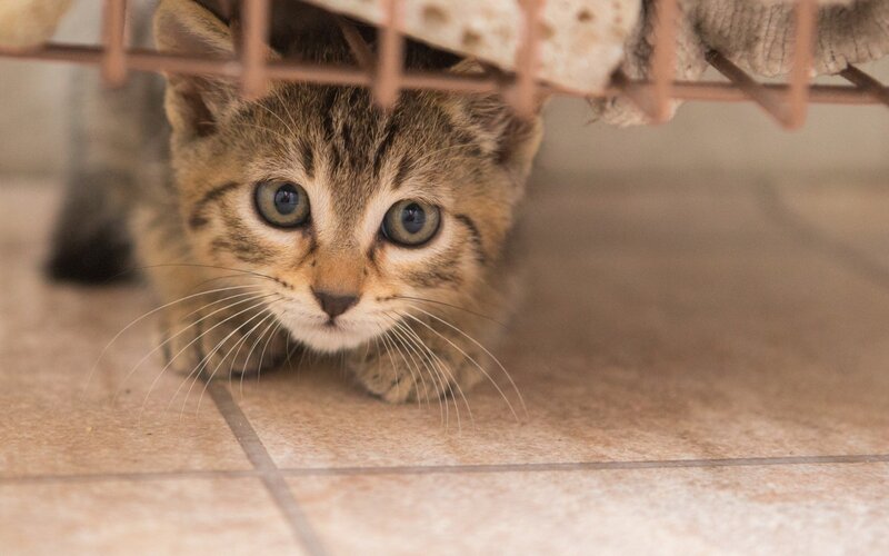 kitten hiding under furniture