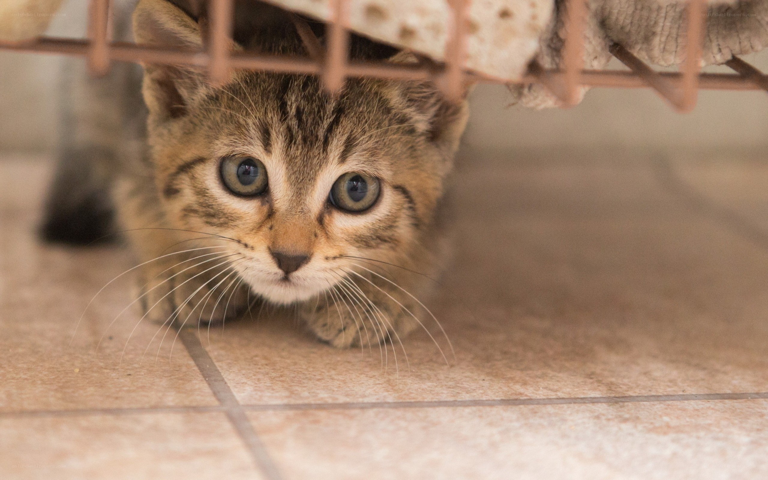 kitten hiding under furniture