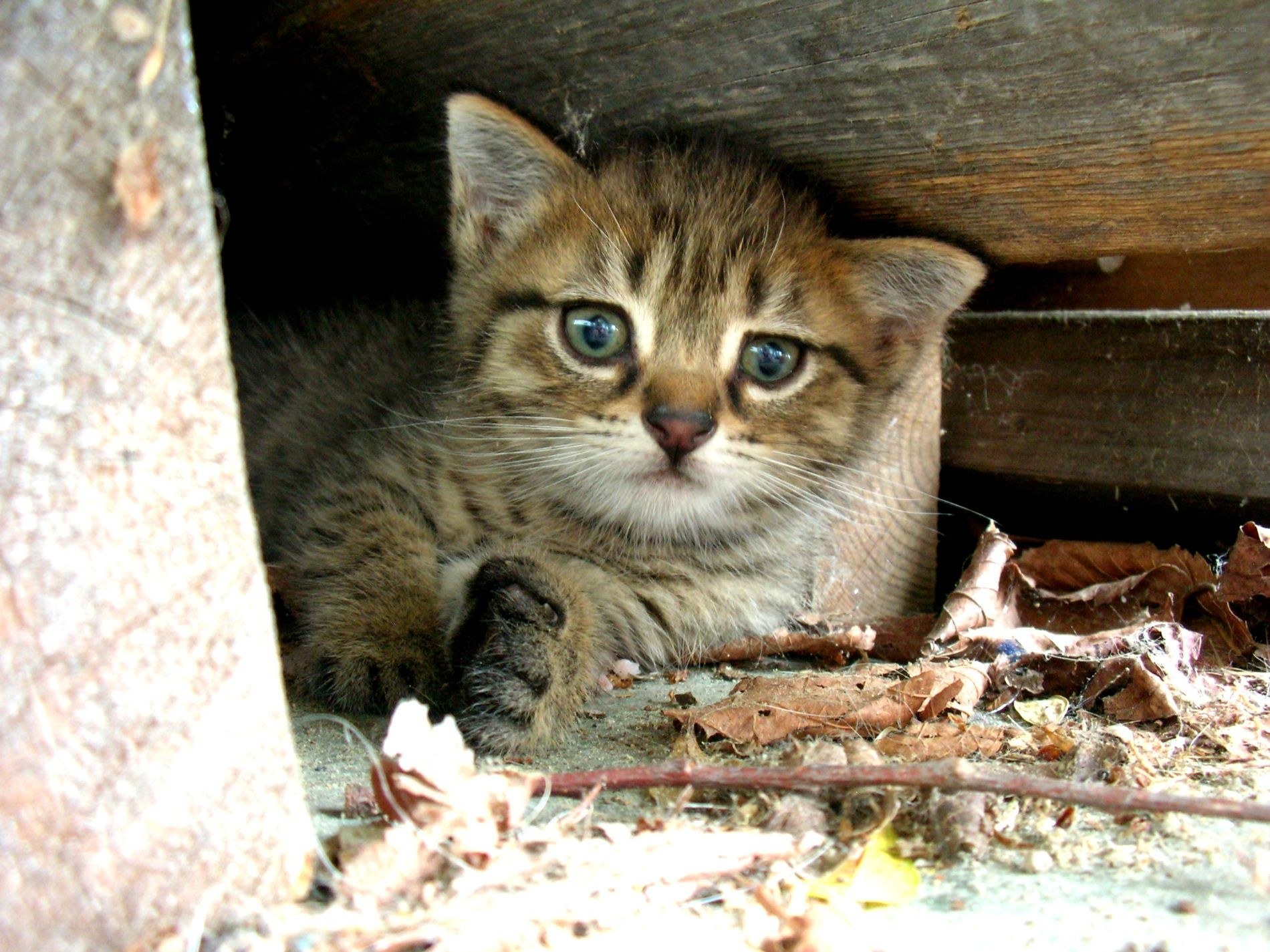 kitten hiding under wood