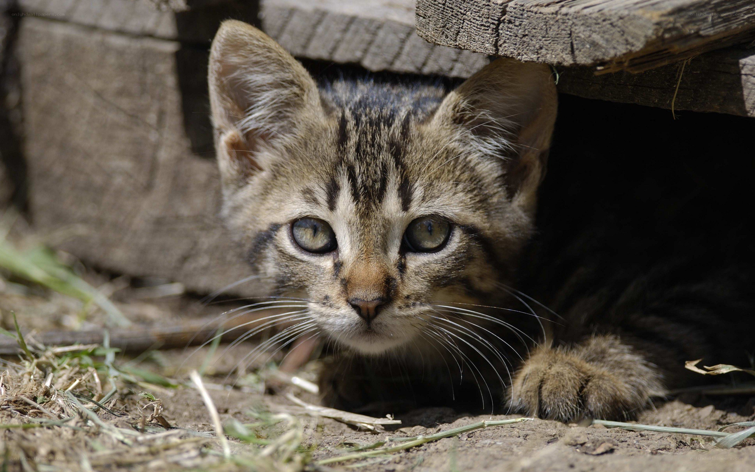 kitten hiding under wood