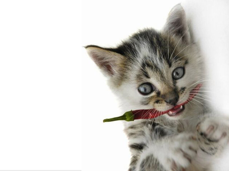 Kitten Holding Chili Pepper