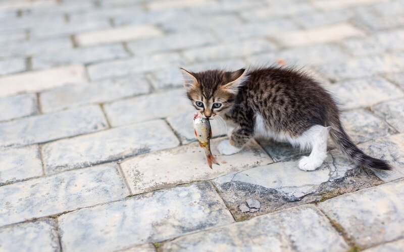 Kitten Holding Fish