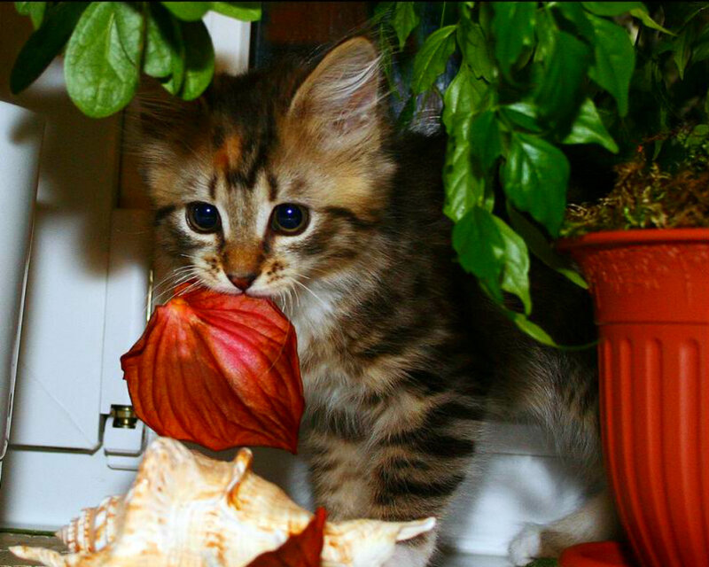 Kitten Holding Flower