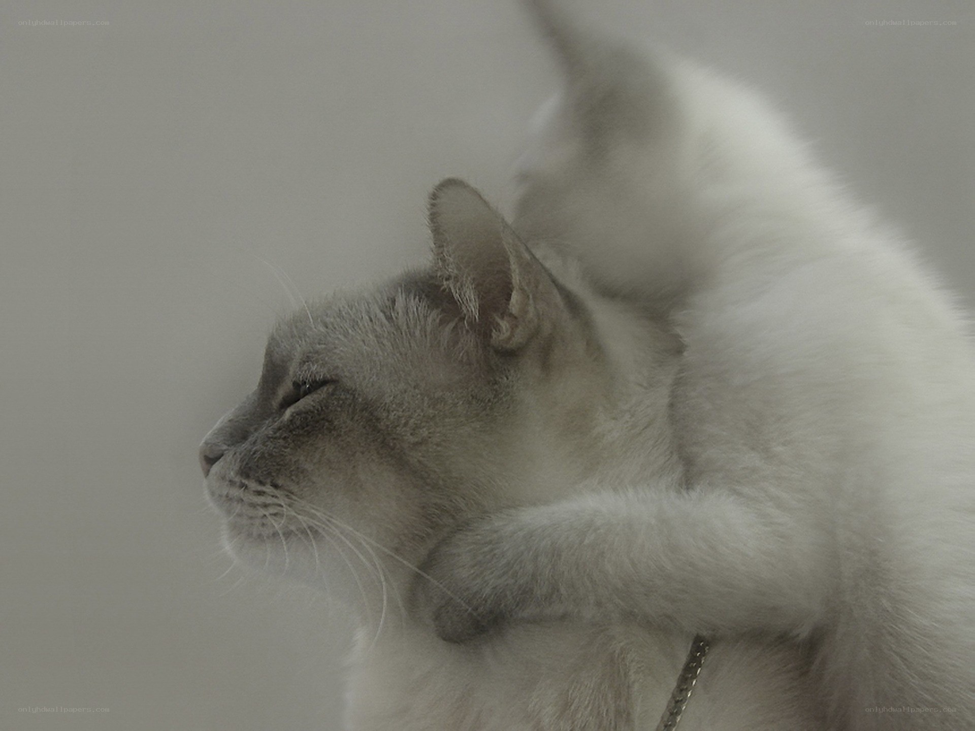 kitten hugging adult cat