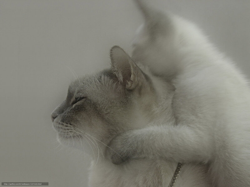 kitten hugging cat