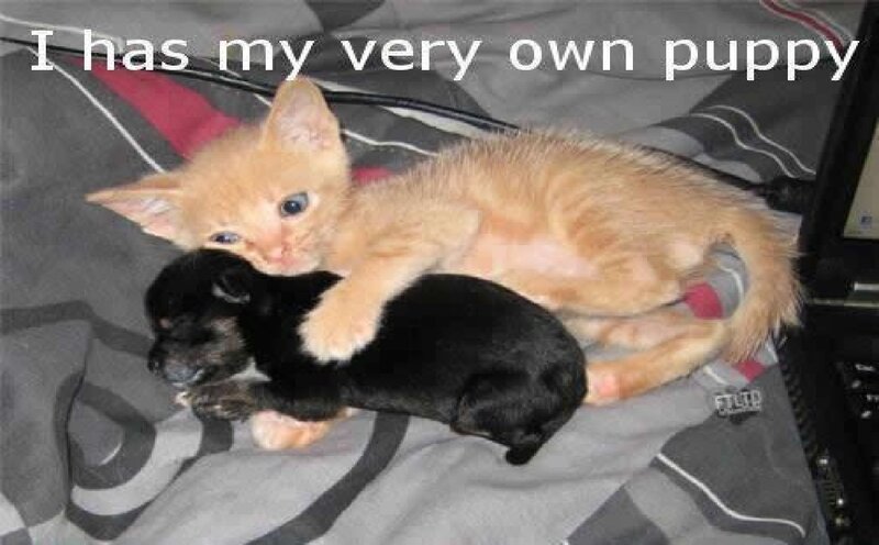 Kitten Hugging Puppy