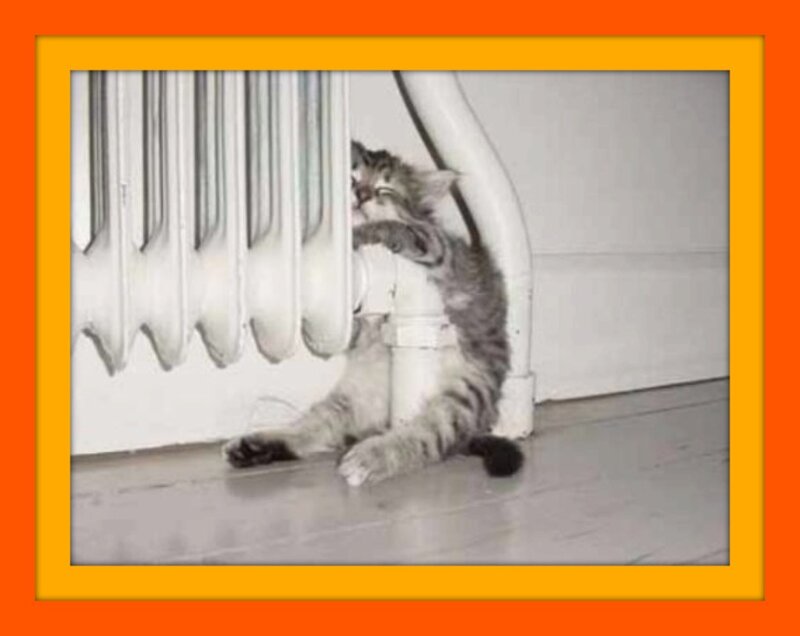 Kitten Hugging Radiator — Black