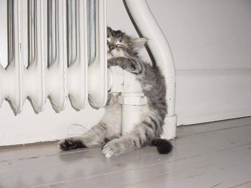 Kitten Hugging Radiator