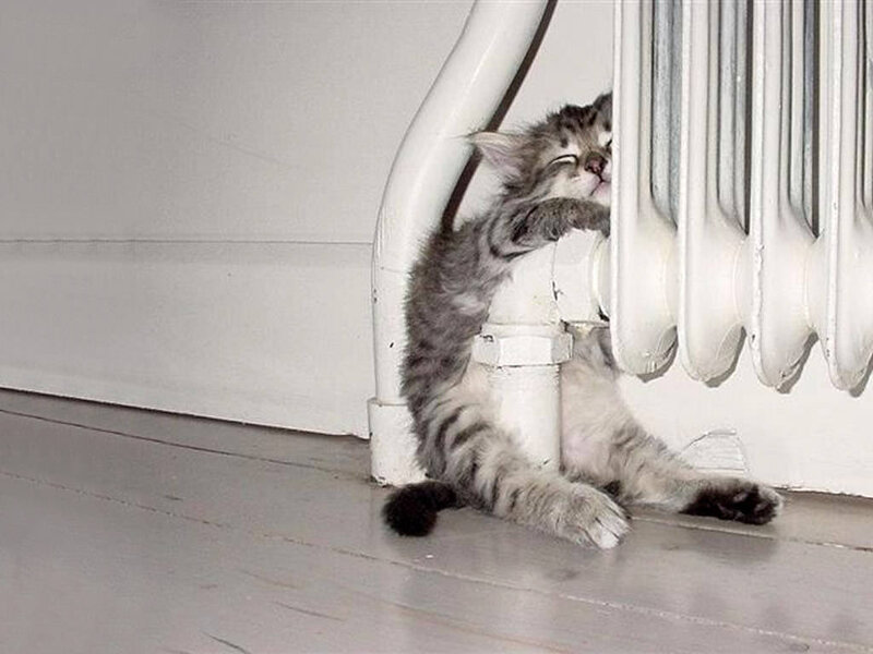 Kitten Hugging Radiator — White