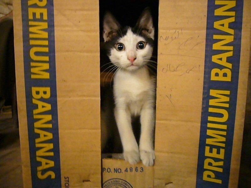 kitten in a banana box