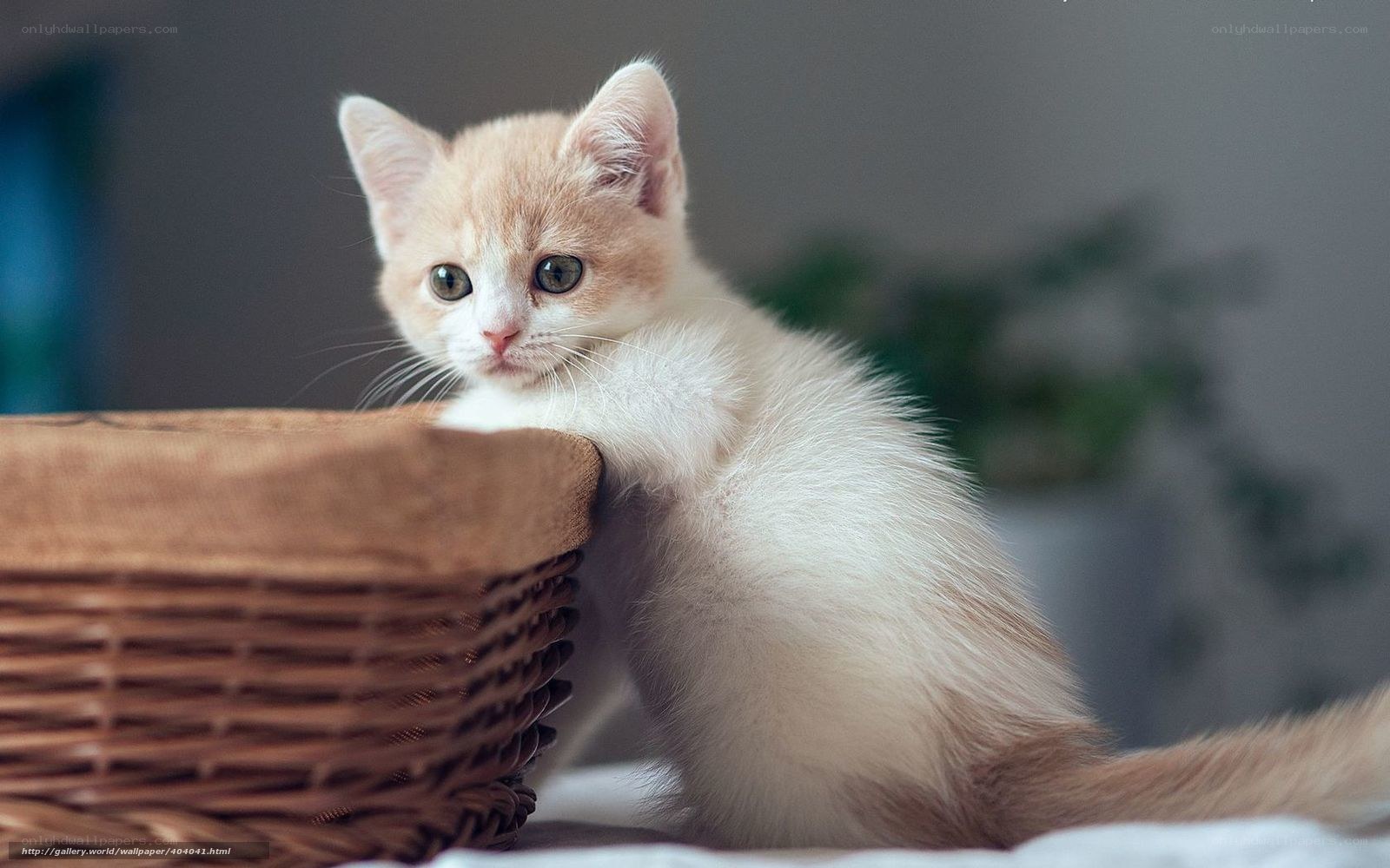 kitten in a basket