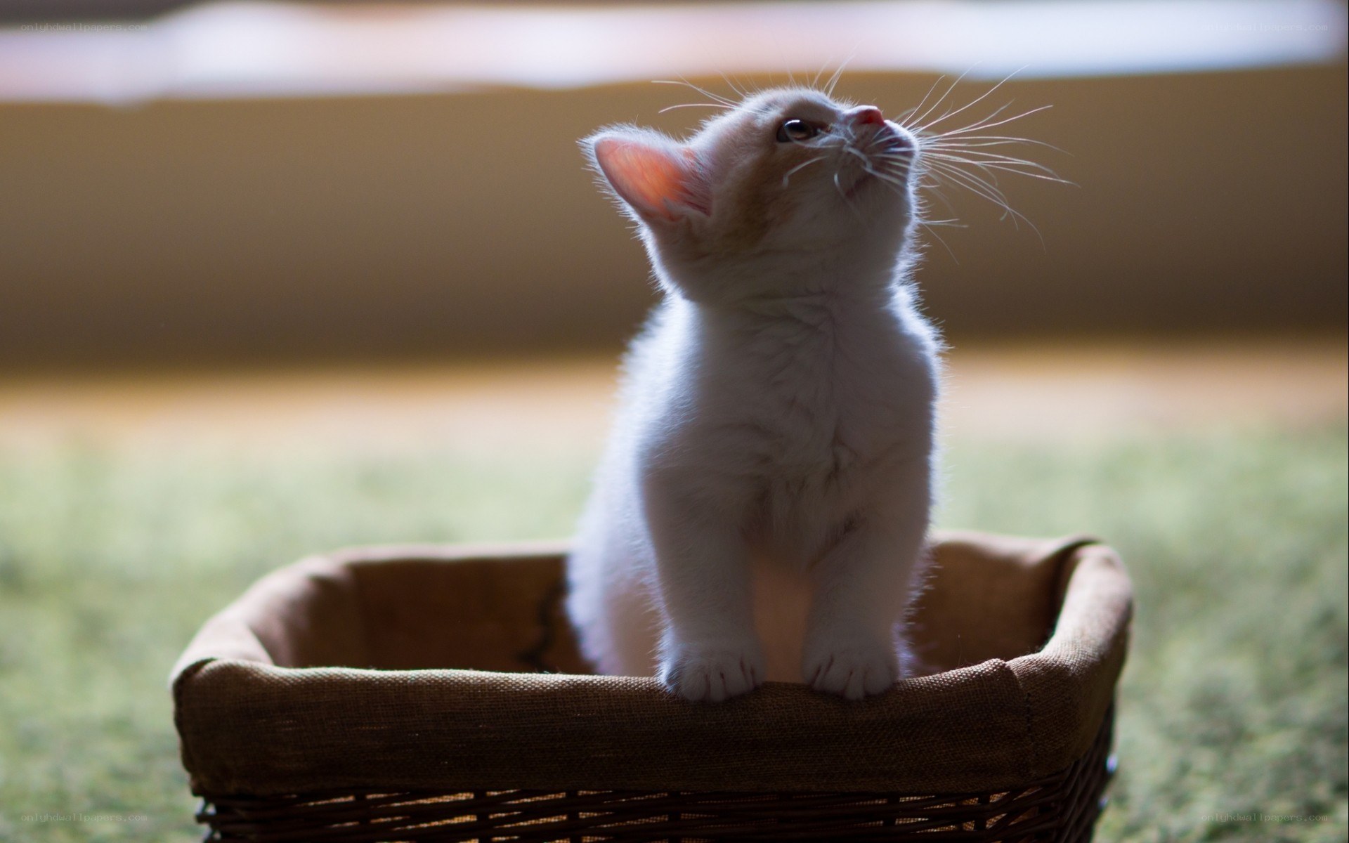kitten in a basket