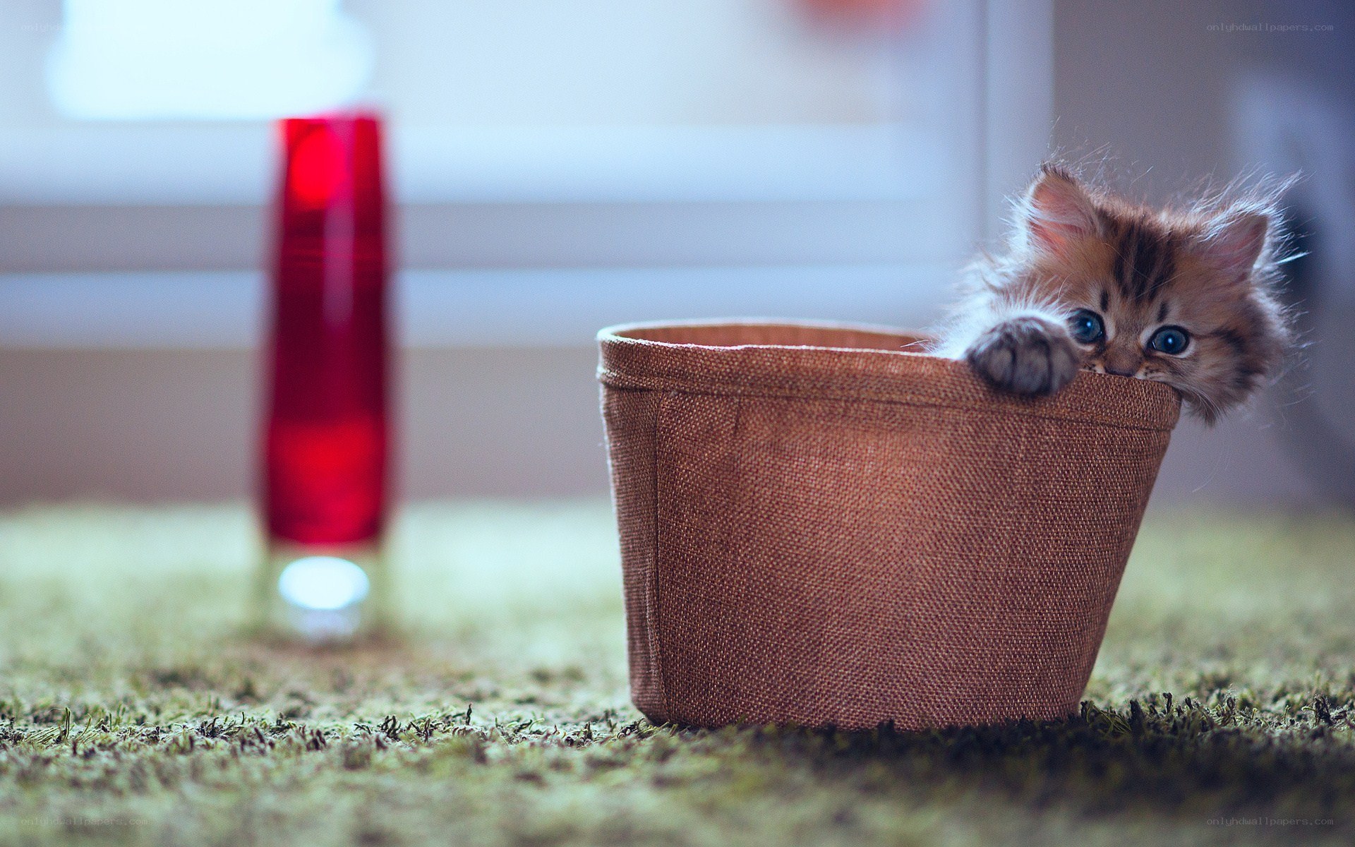 kitten in a basket