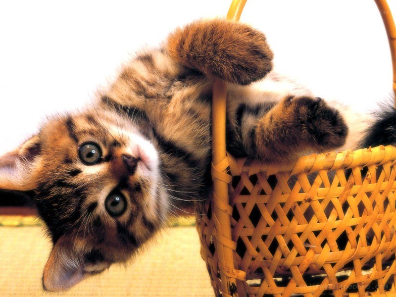 kitten in a basket
