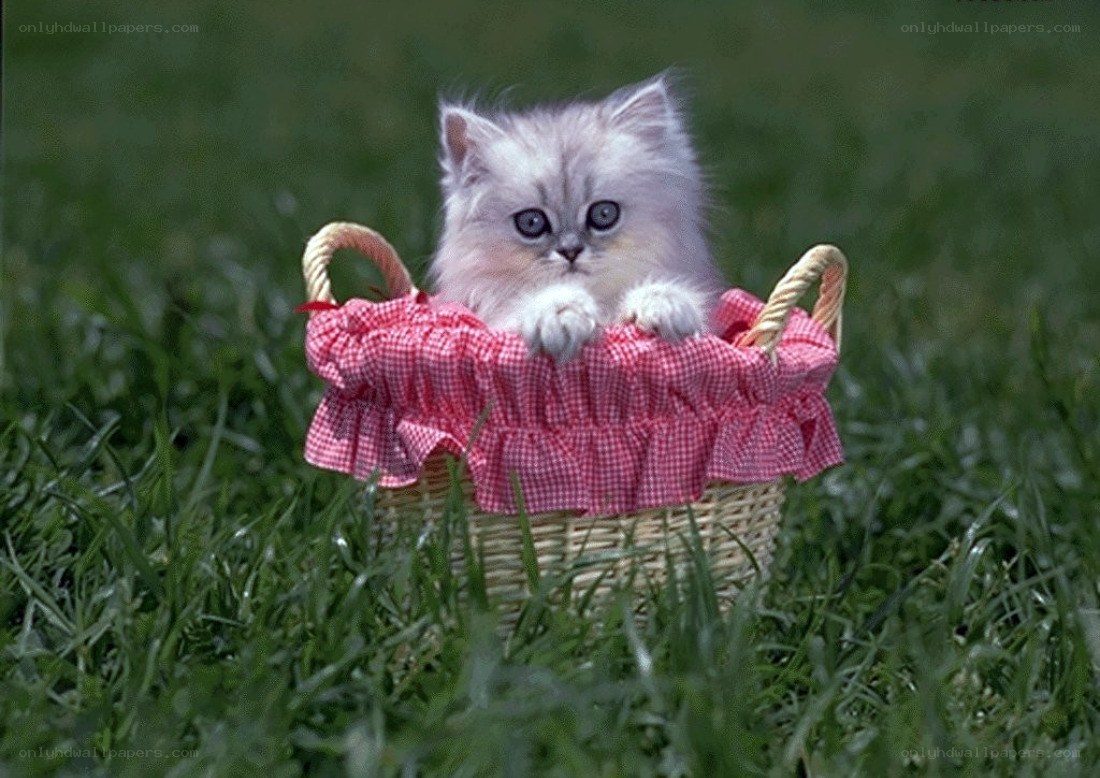 kitten in a basket