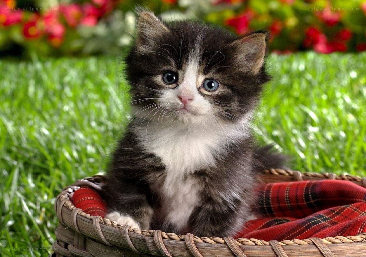 kitten in a basket