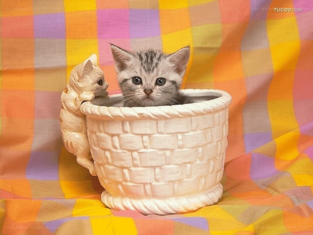 kitten in a basket