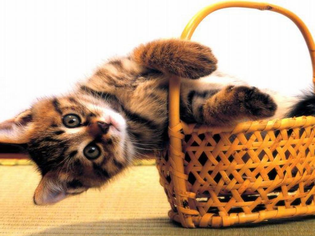 kitten in a basket