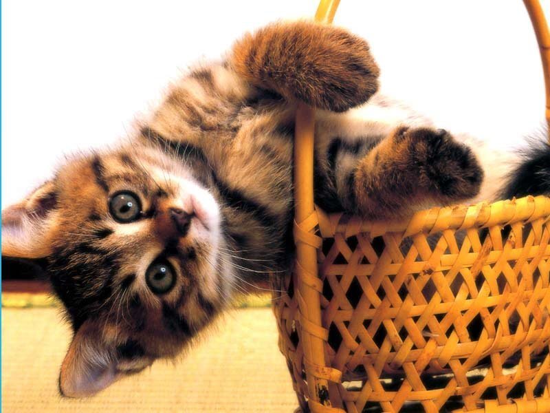 kitten in a basket