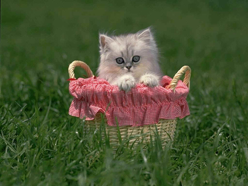 kitten in a basket