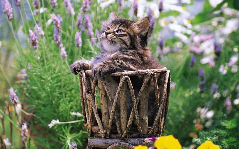 Kitten in a basket
