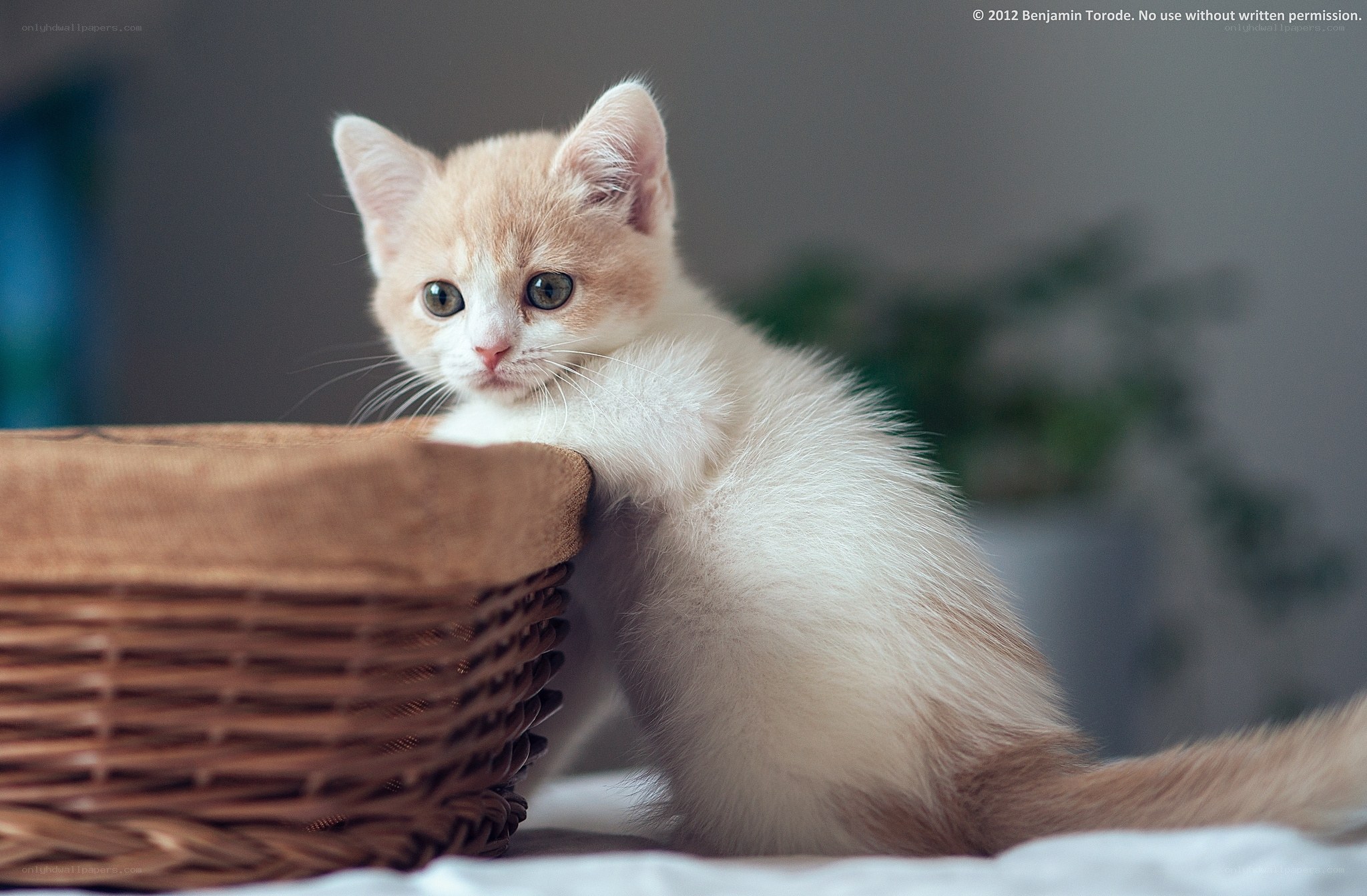 kitten in a basket
