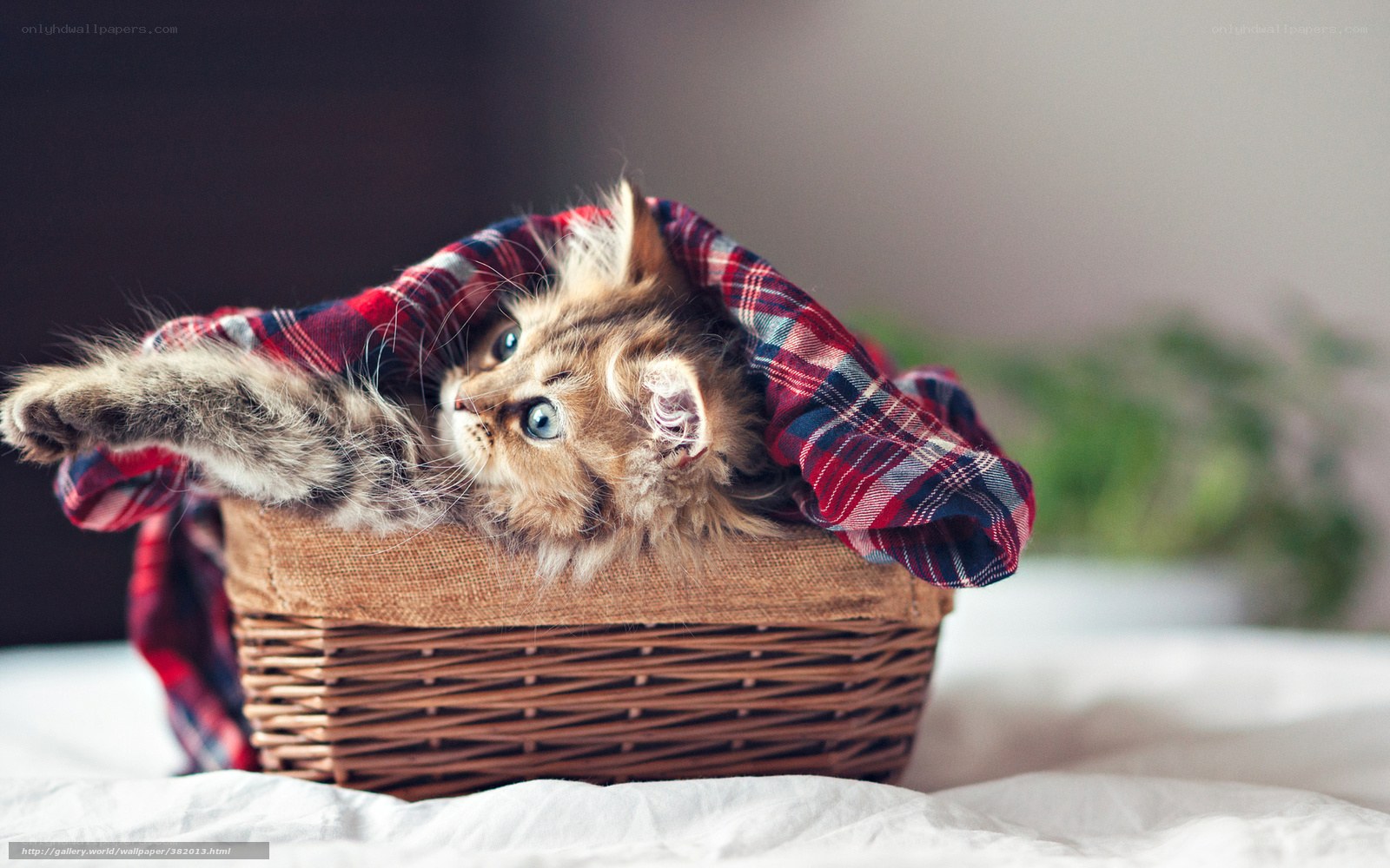 kitten in a basket
