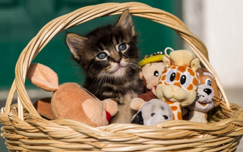 Kitten in a Basket — Brown, Calm, Afternoon, Photograph, Stuffed Animals