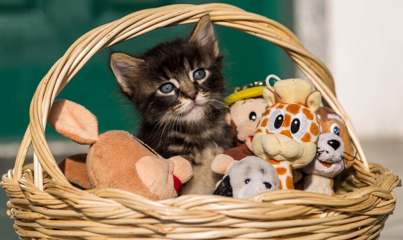 Kitten in a Basket — Brown, Calm, Afternoon