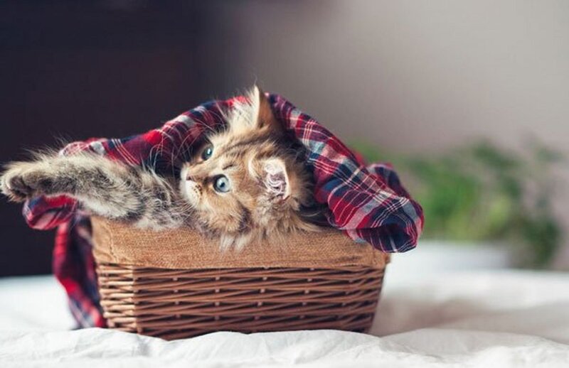 Kitten in a Basket — Brown, Calm, Photograph