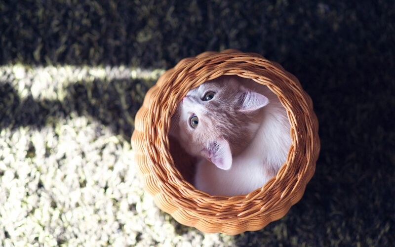 Kitten in a Basket — Brown, Calm