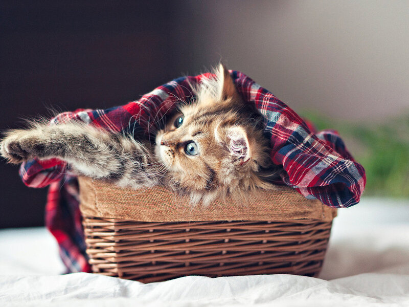 Kitten in a Basket — Brown, Cozy