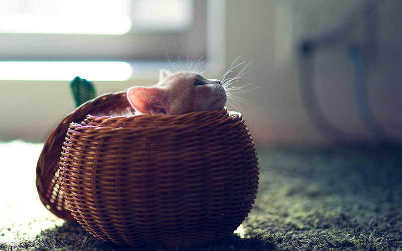 Kitten in a Basket — Brown, Serene