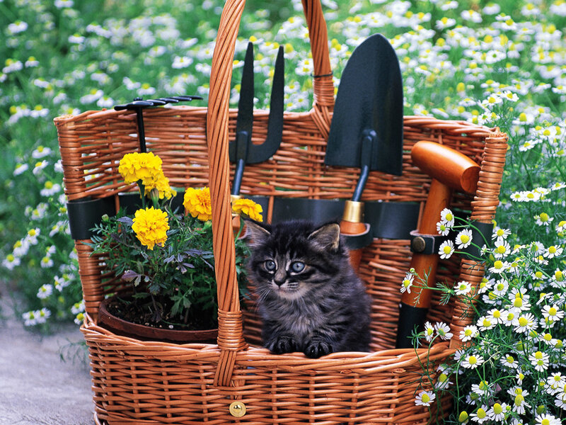 Kitten in a Basket — Brown