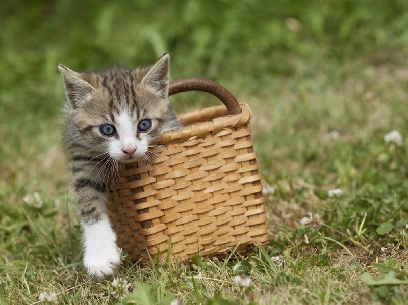 Kitten in a Basket — Green, Calm