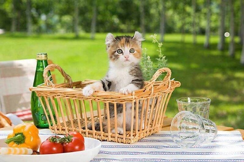 Kitten in a Basket — Green, Serene