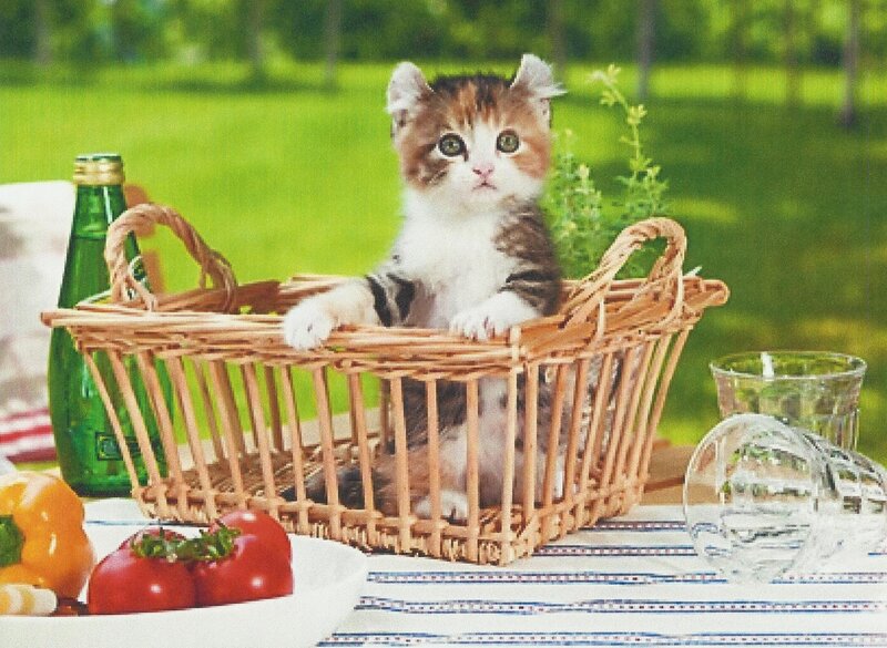 Kitten in a Basket — Green