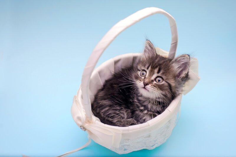 Kitten in a Basket — Light Blue