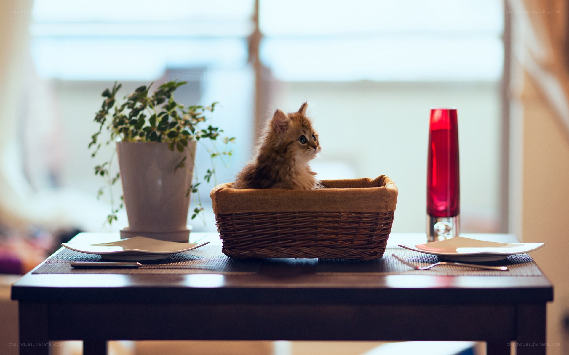 kitten in a basket on table